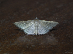 Banisia