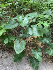 Thaumatophyllum corcovadense