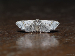 Banisia