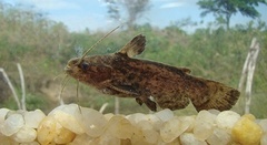 Common Wood Catfish photo 3
