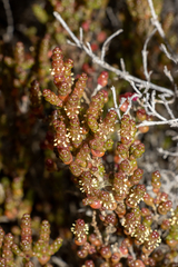 Tecticornia halocnemoides