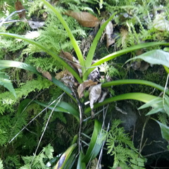 Vanda