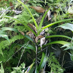 Vanda