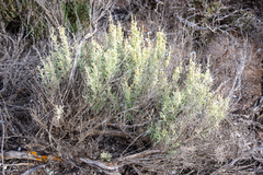 Atriplex paludosa cordata