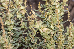 Atriplex paludosa cordata