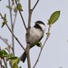 Eastern Black-capped Chickadee - Photo (c) Erika Mitchell, some rights reserved (CC BY-NC)