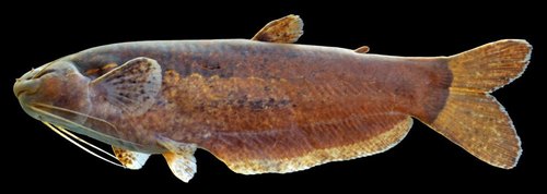 Leaf-catfish