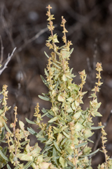 Atriplex paludosa cordata