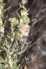 Atriplex paludosa cordata