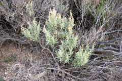 Atriplex paludosa cordata