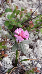Rhododendron adamsii