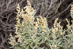 Atriplex paludosa cordata