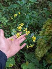 Senecio chirripoensis
