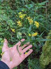 Senecio chirripoensis