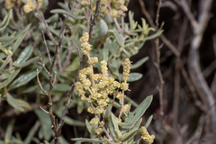 Atriplex paludosa cordata