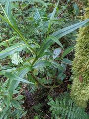 Senecio chirripoensis