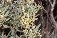 Atriplex paludosa cordata