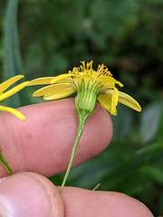 Senecio chirripoensis