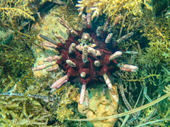 Phyllacanthus irregularis image