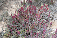 Salicornia blackiana