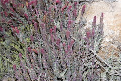 Salicornia blackiana