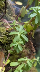 Peperomia leptophylla