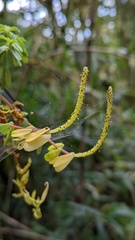Peperomia leptophylla