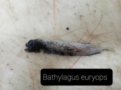 Goiter Blacksmelt photo 3