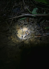 Limnonectes fujianensis