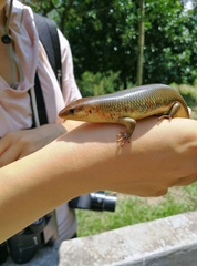 Plestiodon chinensis