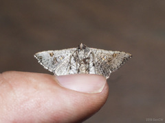 Banisia