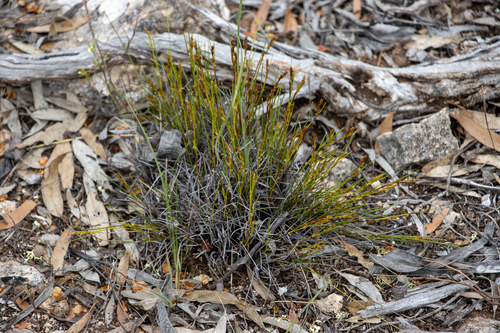 Desert Saw-sedge (Gahnia lanigera)