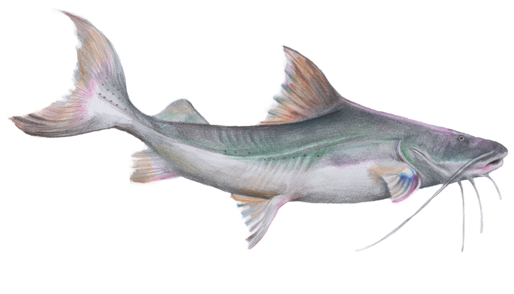 Laulao Catfish