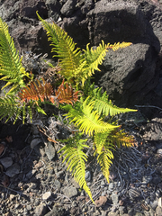 Pityrogramma austroamericana