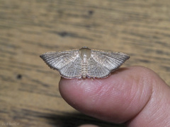 Banisia