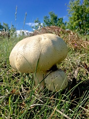 Agaricus urinascens