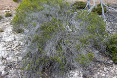 Halgania andromedifolia