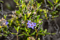 Halgania andromedifolia