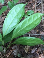 Napoleonaea imperialis