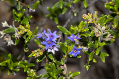Halgania andromedifolia