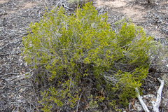 Scaevola bursariifolia