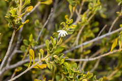 Scaevola bursariifolia