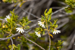 Scaevola bursariifolia