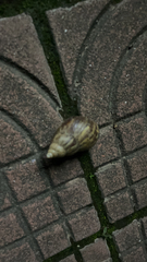 Lissachatina fulica