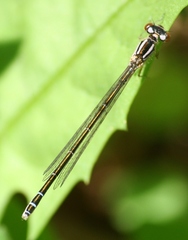 Coenagrion resolutum