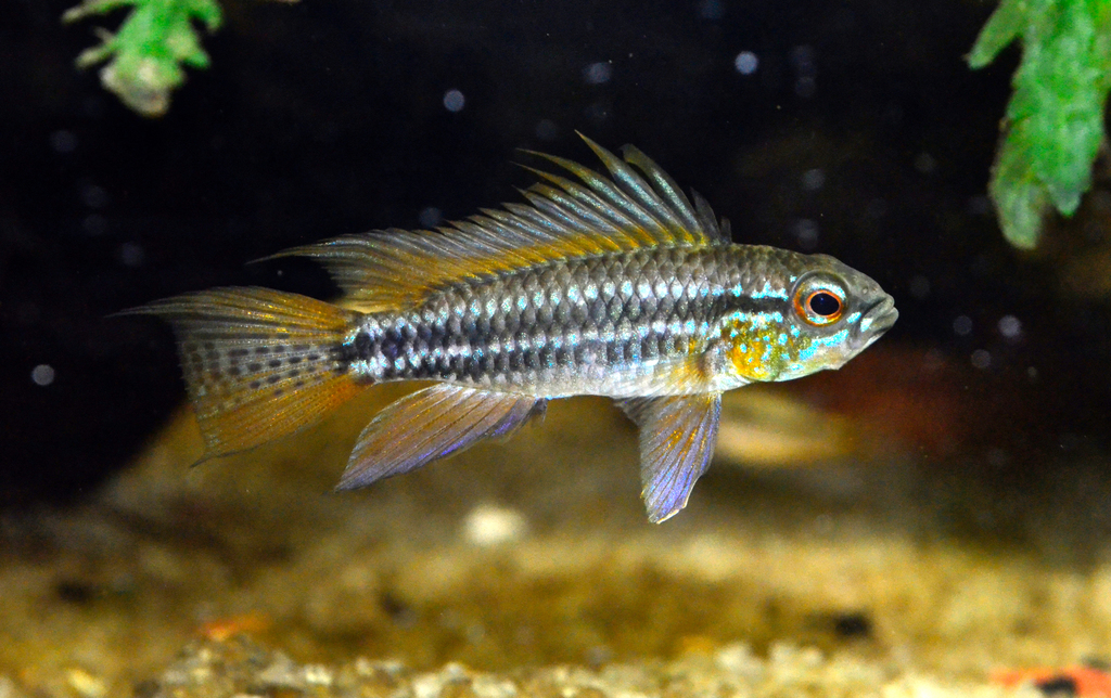 Banded Dwarf Cichlid