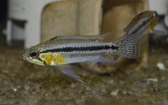 Banded Dwarf Cichlid photo 2