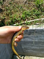 Plestiodon chinensis