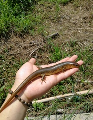 Plestiodon chinensis