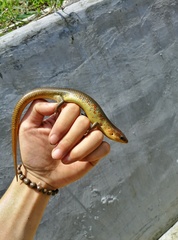 Plestiodon chinensis